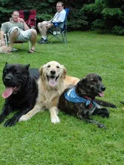 Best Friend's Dog Training - Farmingdale, NY