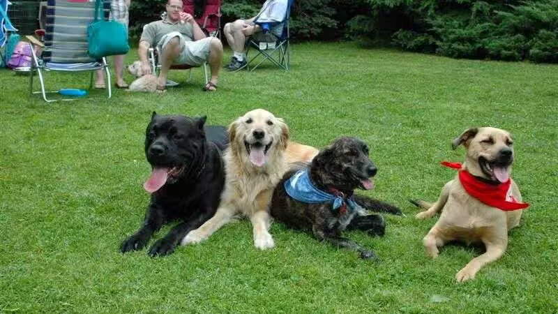 Best Friend's Dog Training - Farmingdale, NY