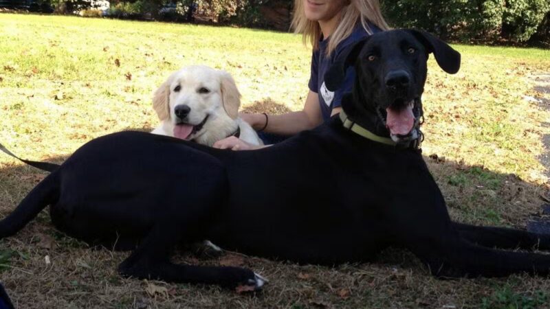 Best Friend's Dog Training - Farmingdale, NY