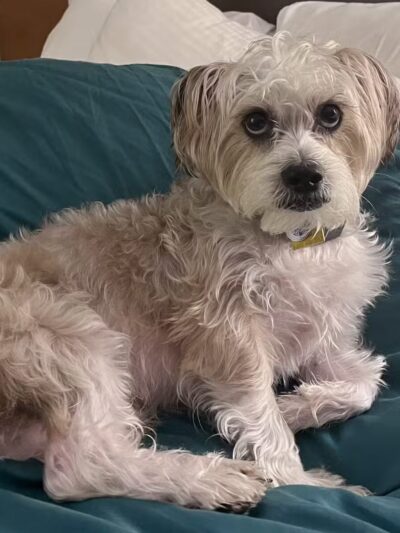 Best Friend's Dog Training - Farmingdale, NY