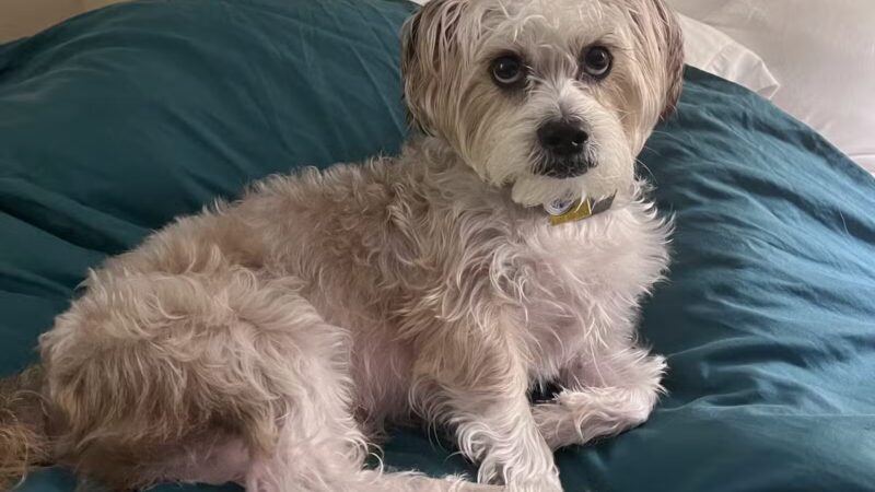 Best Friend's Dog Training - Farmingdale, NY