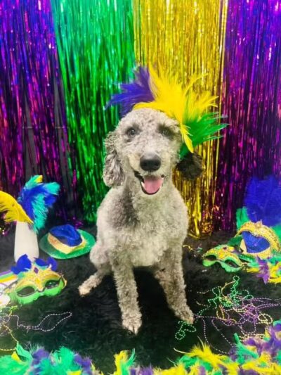 Hounds Town USA Farmingdale - Farmingdale, NY