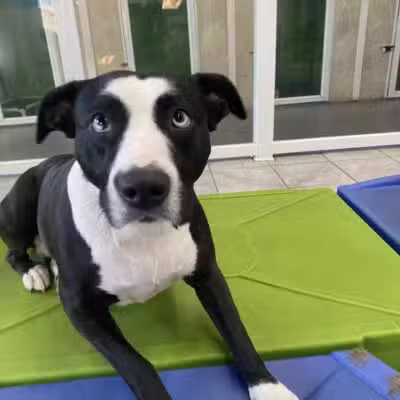 Hounds Town USA Farmingdale - Farmingdale, NY