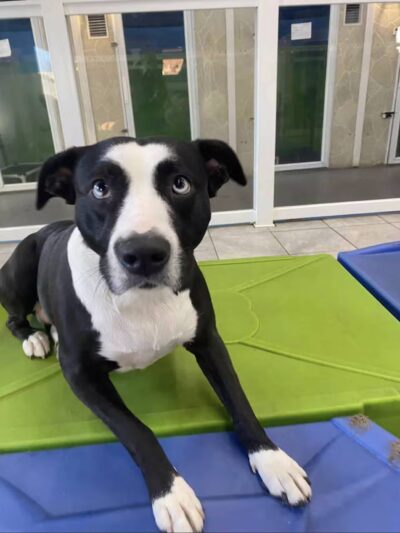 Hounds Town USA Farmingdale - Farmingdale, NY