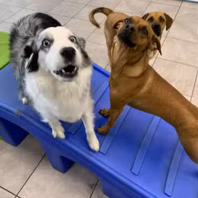 Hounds Town USA Farmingdale - Farmingdale, NY