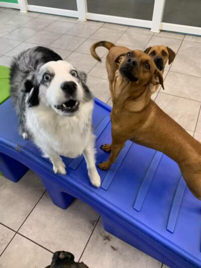 Hounds Town USA Farmingdale - Farmingdale, NY