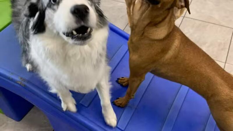 Hounds Town USA Farmingdale - Farmingdale, NY