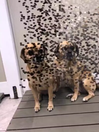 Hounds Town USA Farmingdale - Farmingdale, NY