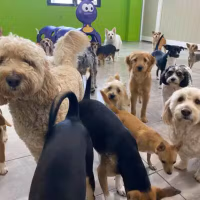 Hounds Town USA Farmingdale - Farmingdale, NY