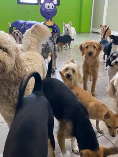 Hounds Town USA Farmingdale - Farmingdale, NY