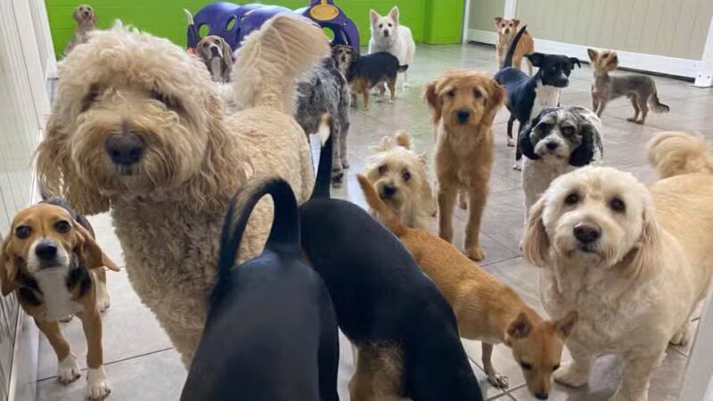 Hounds Town USA Farmingdale - Farmingdale, NY