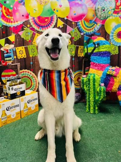 Hounds Town USA Farmingdale - Farmingdale, NY