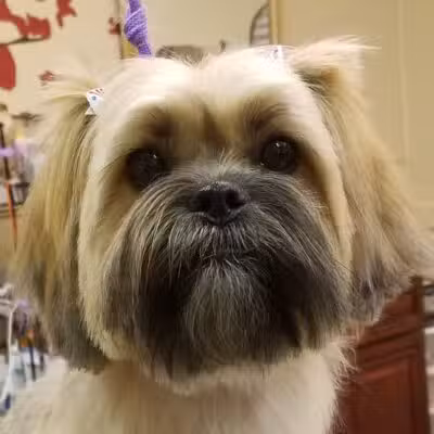 K-9 Kastle Pet Grooming - Farmingdale, NY