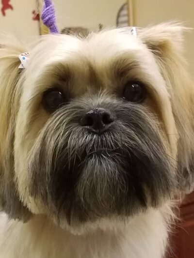 K-9 Kastle Pet Grooming - Farmingdale, NY