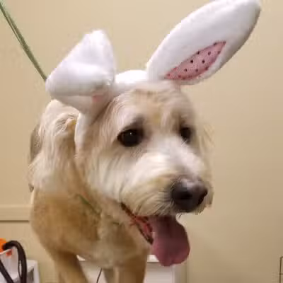 K-9 Kastle Pet Grooming - Farmingdale, NY