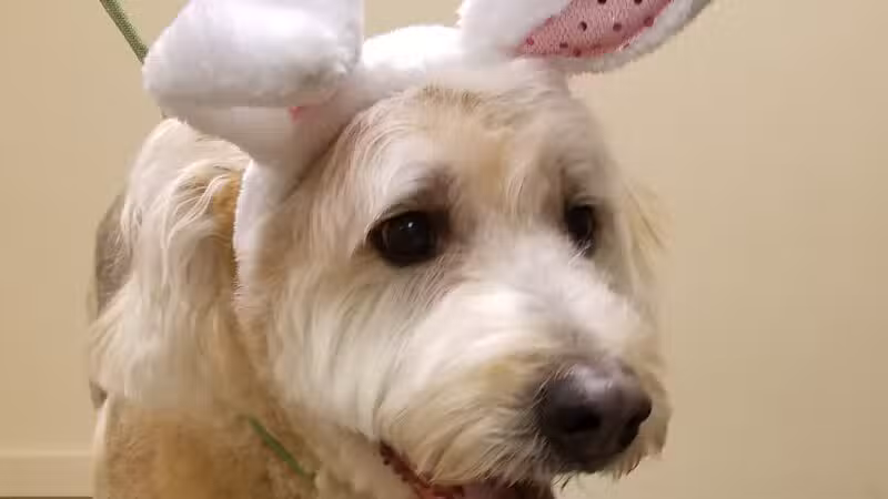 K-9 Kastle Pet Grooming - Farmingdale, NY