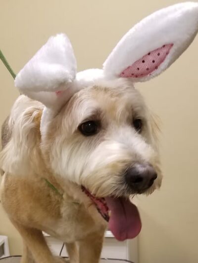 K-9 Kastle Pet Grooming - Farmingdale, NY