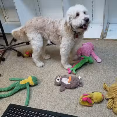 K-9 Kastle Pet Grooming - Farmingdale, NY
