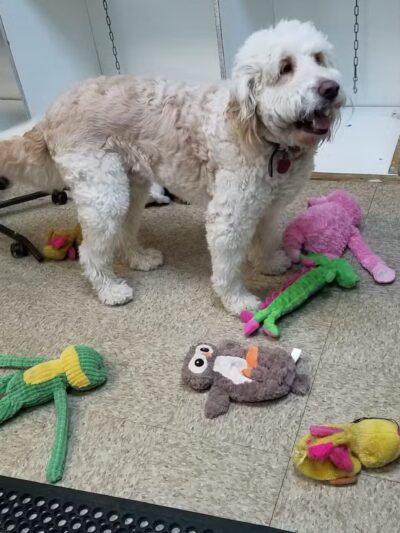 K-9 Kastle Pet Grooming - Farmingdale, NY