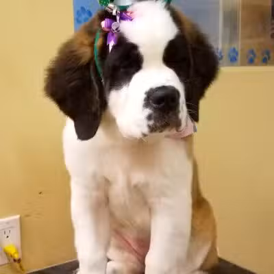 K-9 Kastle Pet Grooming - Farmingdale, NY