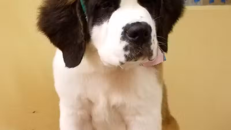 K-9 Kastle Pet Grooming - Farmingdale, NY