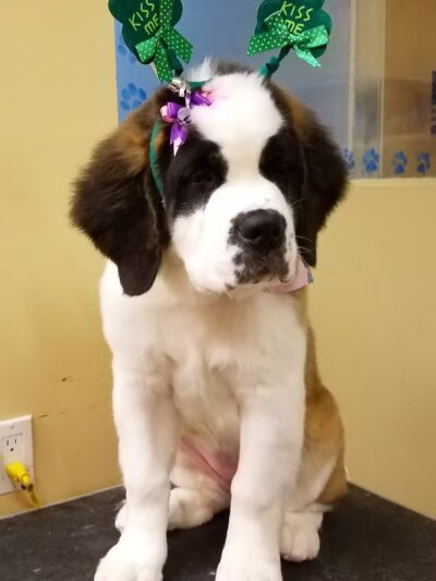 K-9 Kastle Pet Grooming - Farmingdale, NY