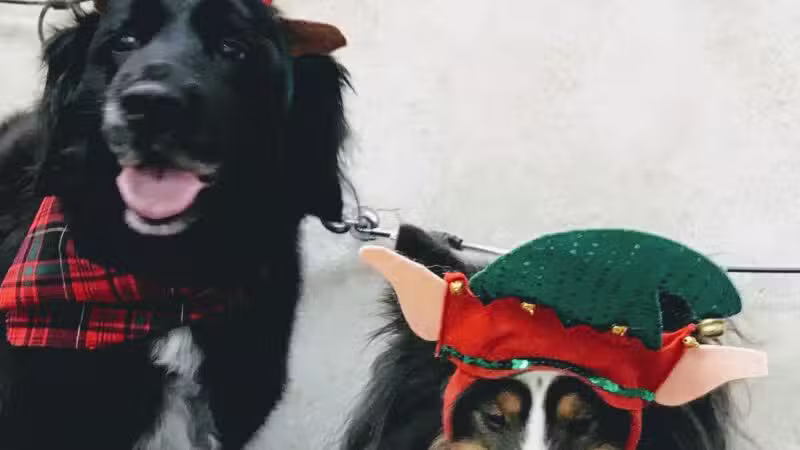 K-9 Kastle Pet Grooming - Farmingdale, NY