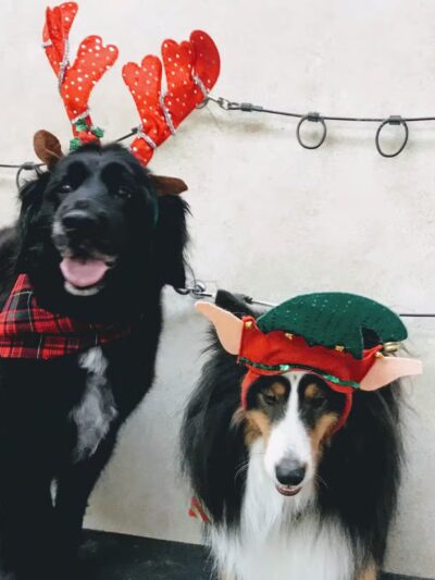 K-9 Kastle Pet Grooming - Farmingdale, NY