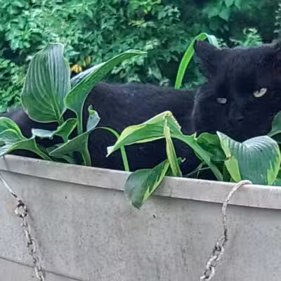 Franklin County Animal Shelter - Farmington, ME
