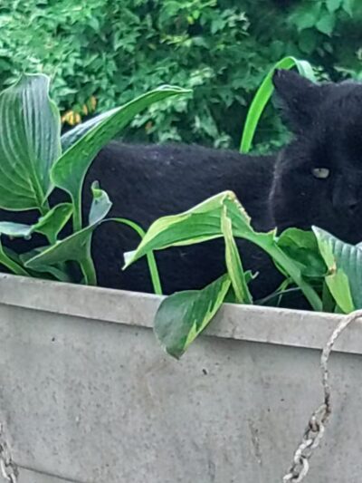 Franklin County Animal Shelter - Farmington, ME