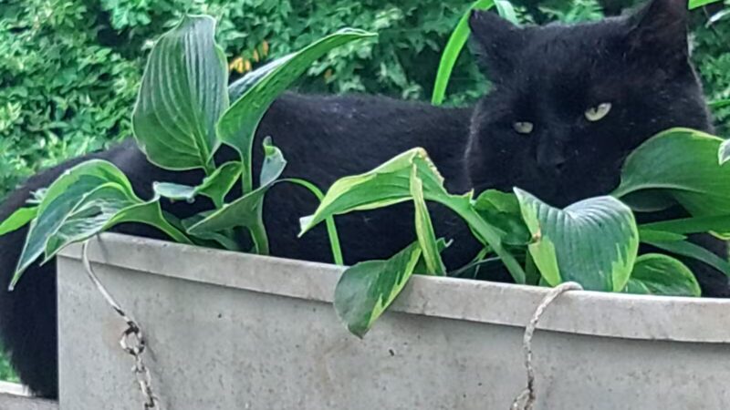 Franklin County Animal Shelter - Farmington, ME