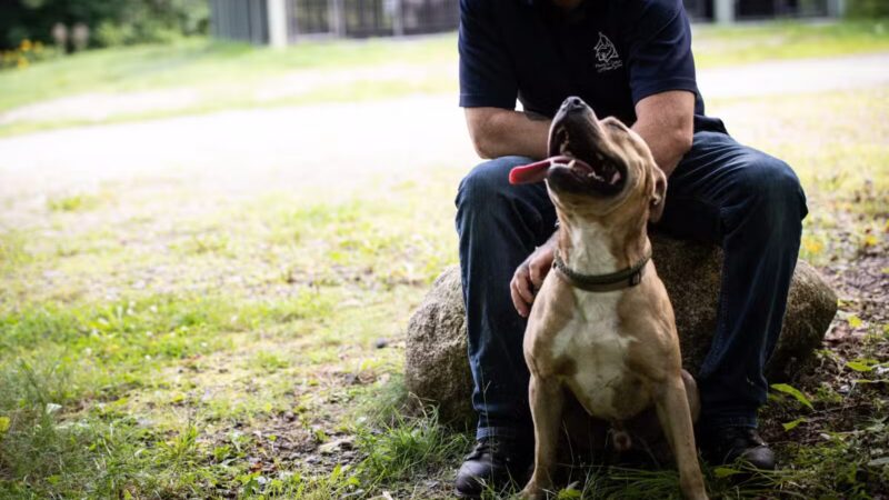 Franklin County Animal Shelter - Farmington, ME