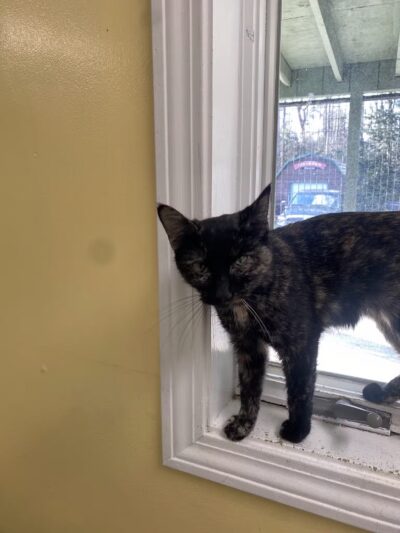 Franklin County Animal Shelter - Farmington, ME