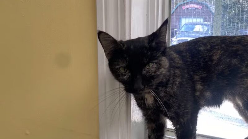 Franklin County Animal Shelter - Farmington, ME