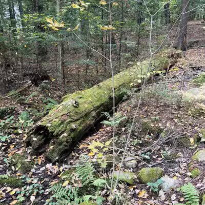 Powder House Hill Trails: Flint Woods & Village woods - Farmington, ME