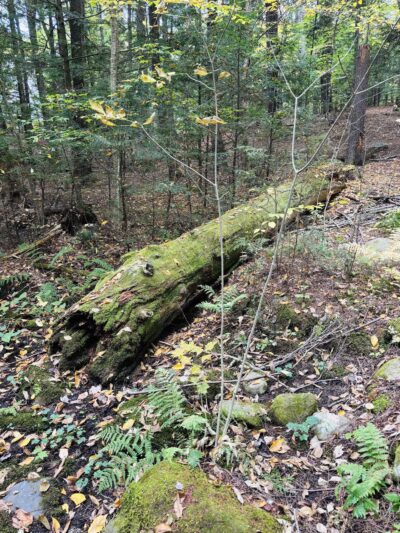 Powder House Hill Trails: Flint Woods & Village woods - Farmington, ME
