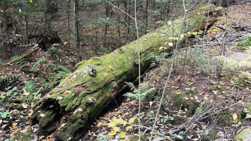 Powder House Hill Trails: Flint Woods & Village woods - Farmington, ME
