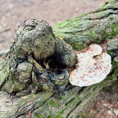 Powder House Hill Trails: Flint Woods & Village woods - Farmington, ME
