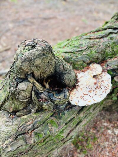 Powder House Hill Trails: Flint Woods & Village woods - Farmington, ME