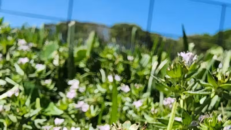 Greentree Park - Farmingville, NY