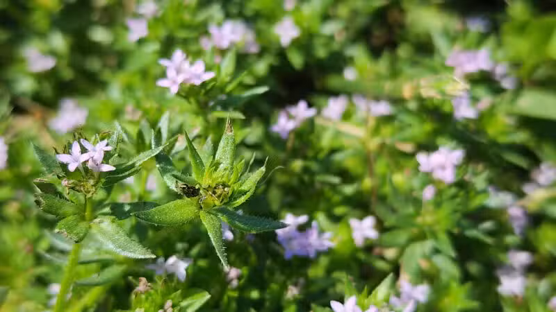 Greentree Park - Farmingville, NY