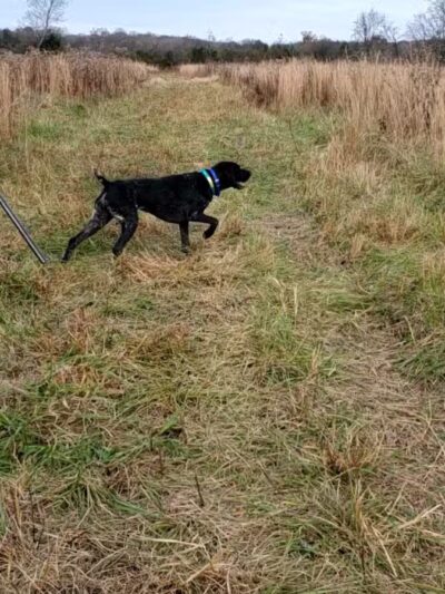 Craig Game Preserve - Fayetteville, TN