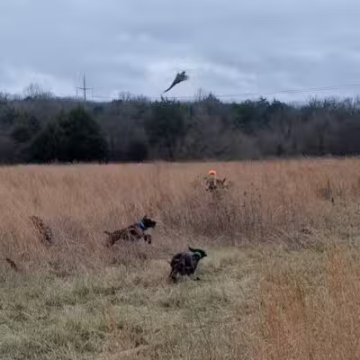 Craig Game Preserve - Fayetteville, TN