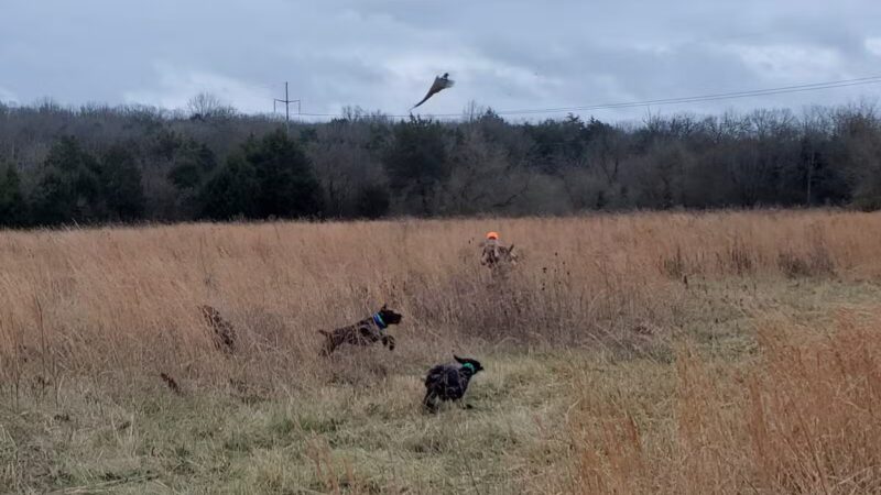 Craig Game Preserve - Fayetteville, TN