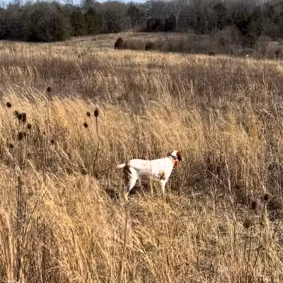 Craig Game Preserve - Fayetteville, TN