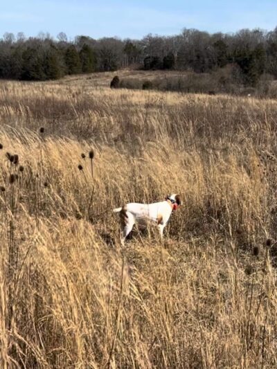 Craig Game Preserve - Fayetteville, TN