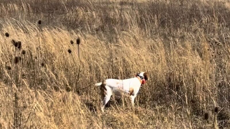 Craig Game Preserve - Fayetteville, TN