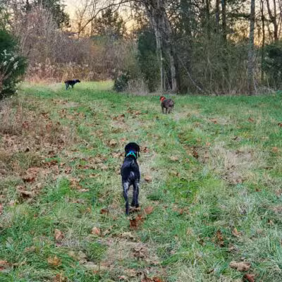 Craig Game Preserve - Fayetteville, TN