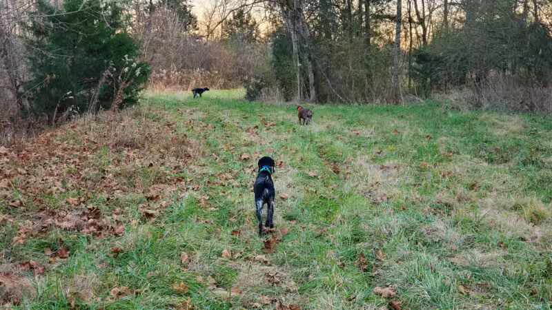Craig Game Preserve - Fayetteville, TN