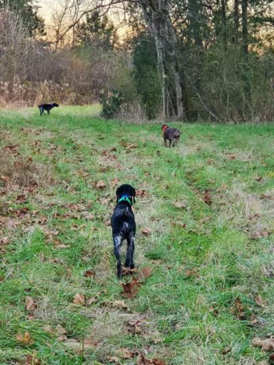 Craig Game Preserve - Fayetteville, TN